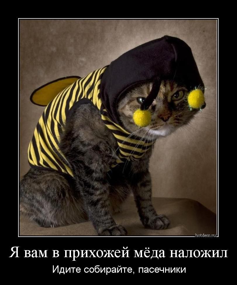 Я вам в прихожей мёда наложил Идите собирайте паоечники
