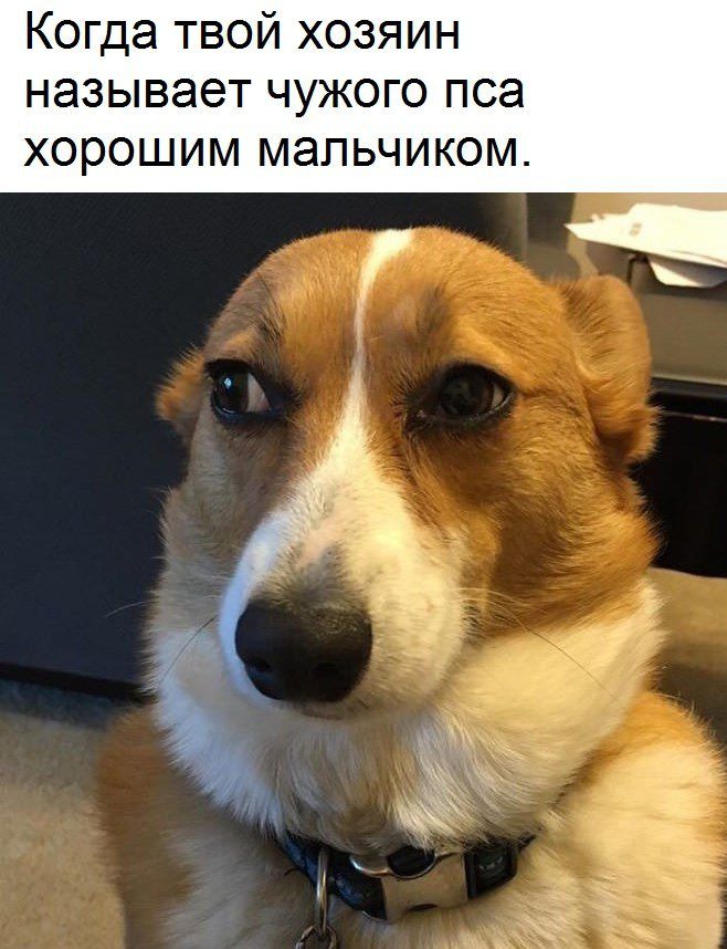 Когда твой хозяин называет чужого пса хорошим мальчиком