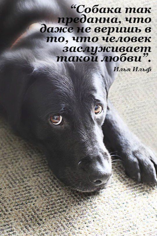 Собака так анна что