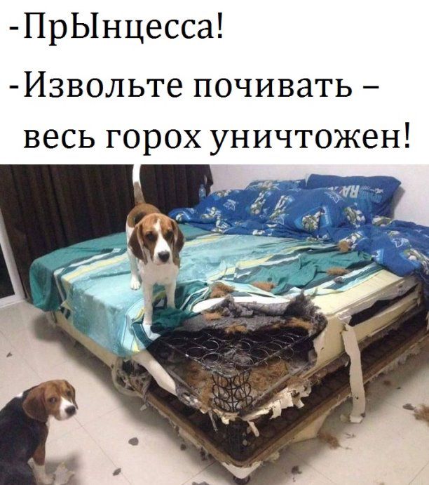 ПрЫнцесса Извольте почивать весь горох уничтожен