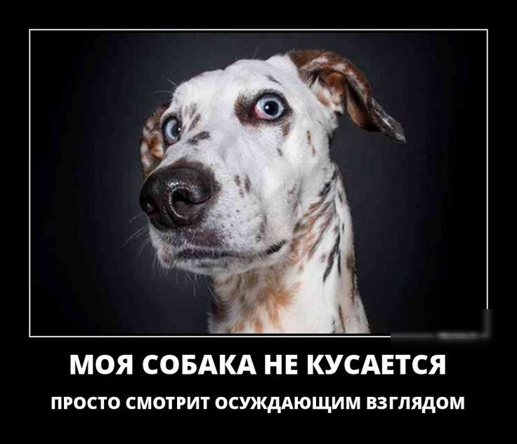 МОЯ СОБАКА НЕ КУСАЕТСЯ пюсю сменит осуждающим взглядом