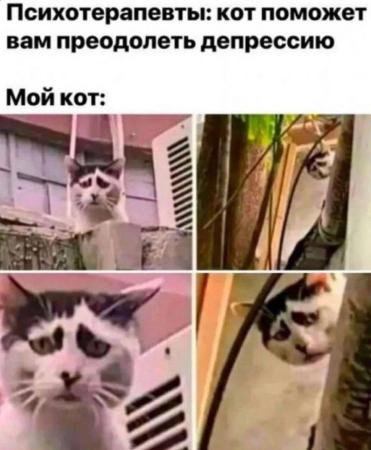 Психотерапевты КОТ ПОМОЖЕТ вам преодолеть депрессию