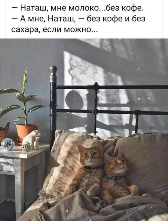 Наташ мне мопокобез кофе А мне Наташ без кофе и без сахара если можно
