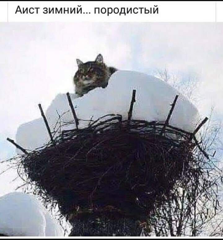 Аист зимний породистый