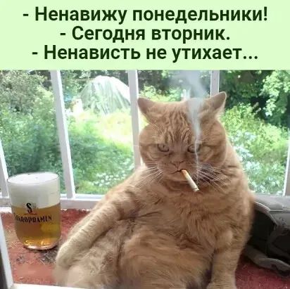 Ненавижу понедельники Сегодня вторник Ненависть не утихает