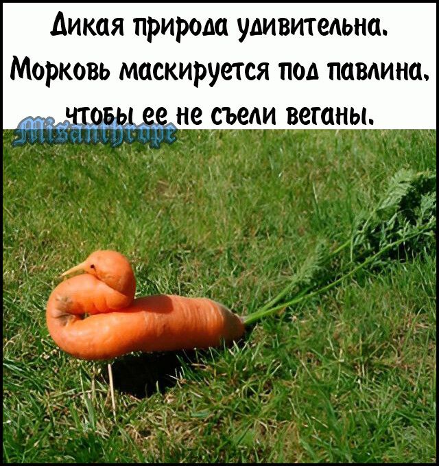 Аикая природа удивительна МОРКОВЬ маскируется ПОА ППВМНО 51105171 ее не МАИ веганы
