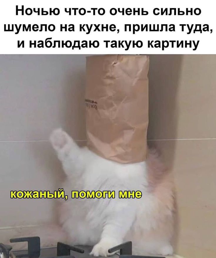 Ночью что то очень сильно шумело на кухне пришла туда и наблюдаю такую картину