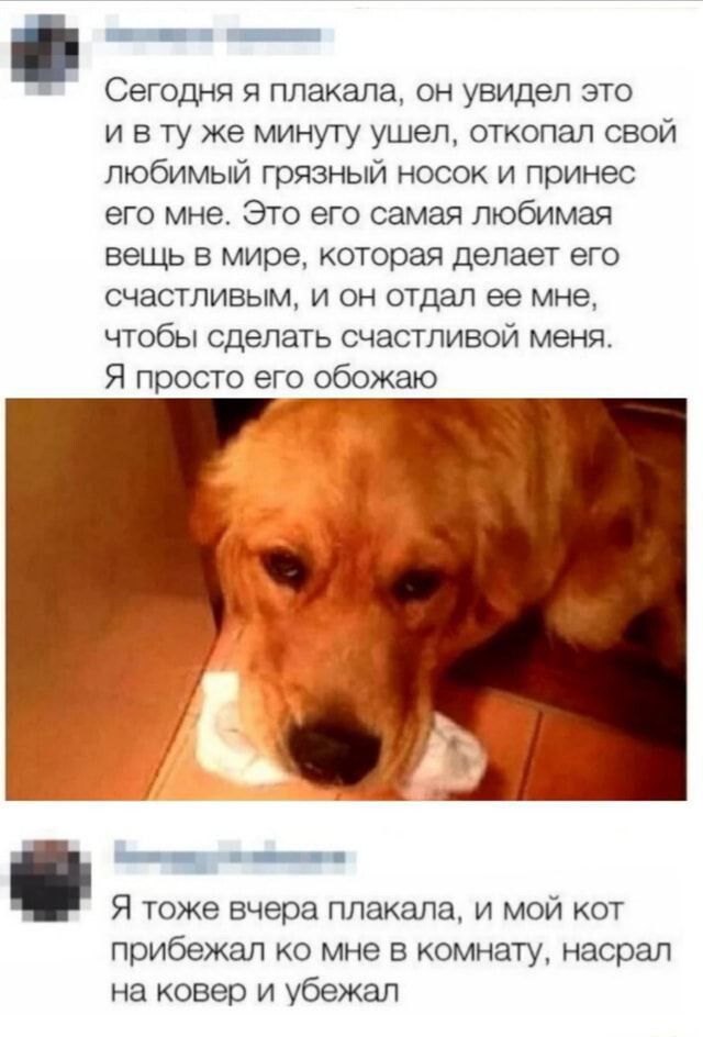 Сегодня я плакала он увидел это и в ту же минуту ушел откопал свой любимый грязный носок и принес его мне Это его самая любимая вещь в мире которая делает его счастливым и он отдал ее мне чтобы сделать счастливой меня Я просто его обожаю ч Я тоже вчера плакала и мой кот прибежал ко мне в комнату насрал на ковер и убежал