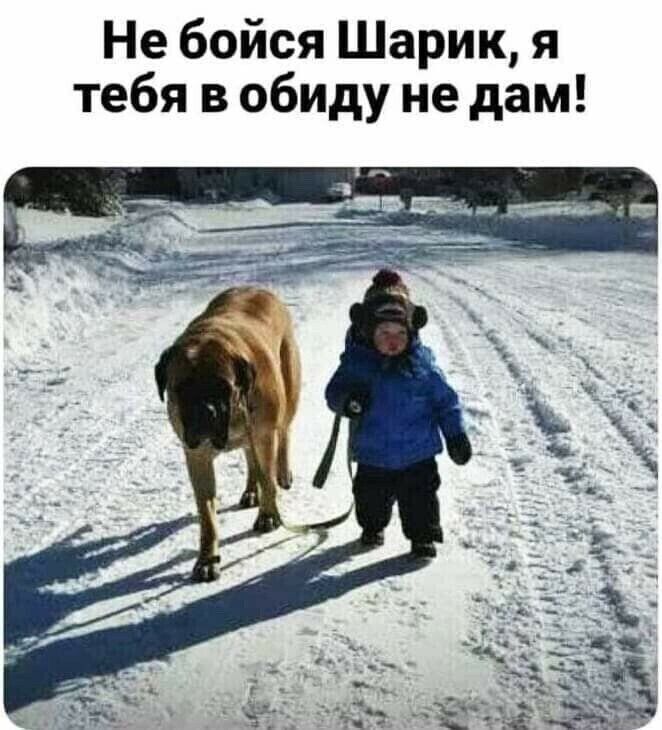 Не бойся Шарик я тебя в обиду не дам