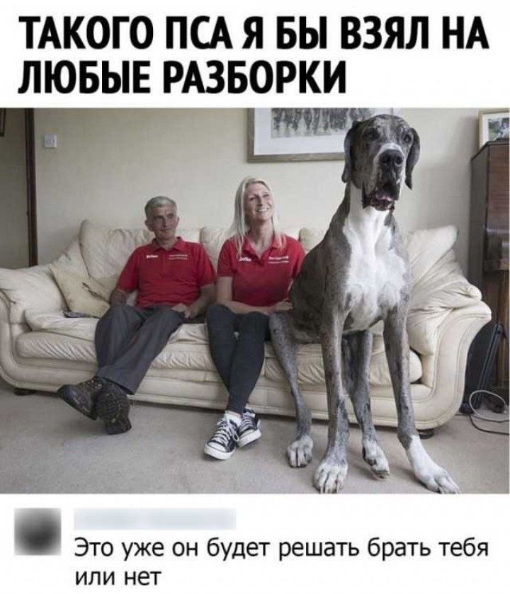 ТАКОГО ПСА Я БЫ ВЗЯЛ НА ЛЮБЫЕ РАЗБОРКИ ц Это уже он будет решать брать тебя или нет