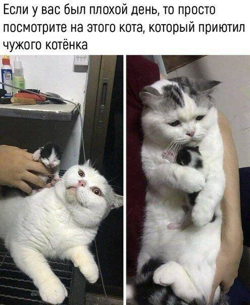 Если у вас был плохой день то просто посмотрите на этого кота который приютил чужого котёнка