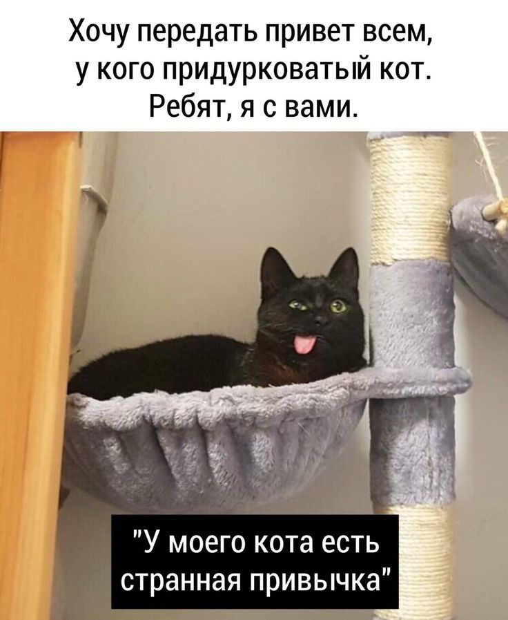 Хочу передать привет всем у кого придурковатый кот Ребят я с вами У моего кота есть странная привычка
