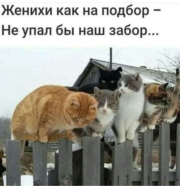 Женихи как на подбор Не упал бы наш забор