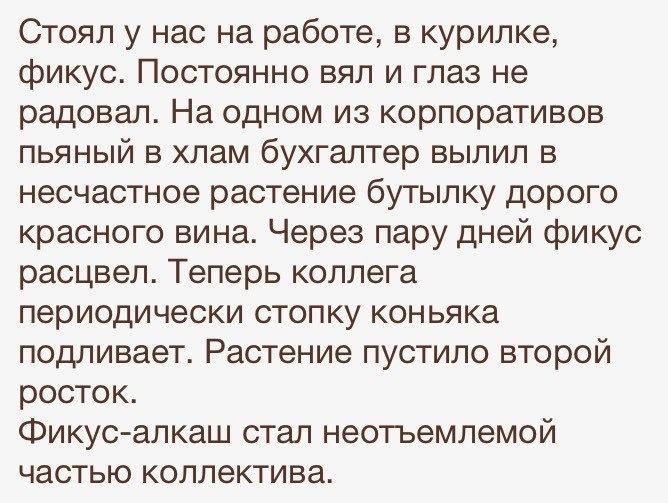 Стоял у нас на работе в курилке фикус Постоянно вял и глаз не радовал На одном из кооперативов пьяный в хлам бухгалтер выпил в несчастное растение бутылку дорого красного вина Через пару дней фикус расцвел Теперь коллега периодически стопку коньяка подливает Растение пустипо второй росток Фикус алкаш стал неотъемлемой частью коллектива