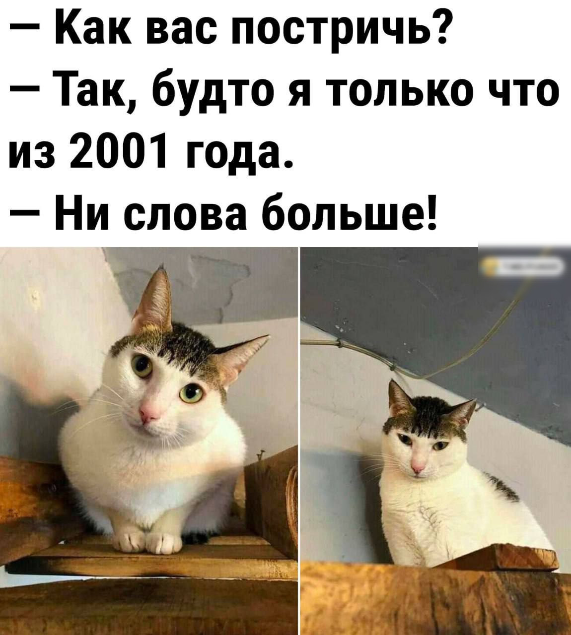 Как вас постричь Так будто я только что из 2001 года Ни слова больше