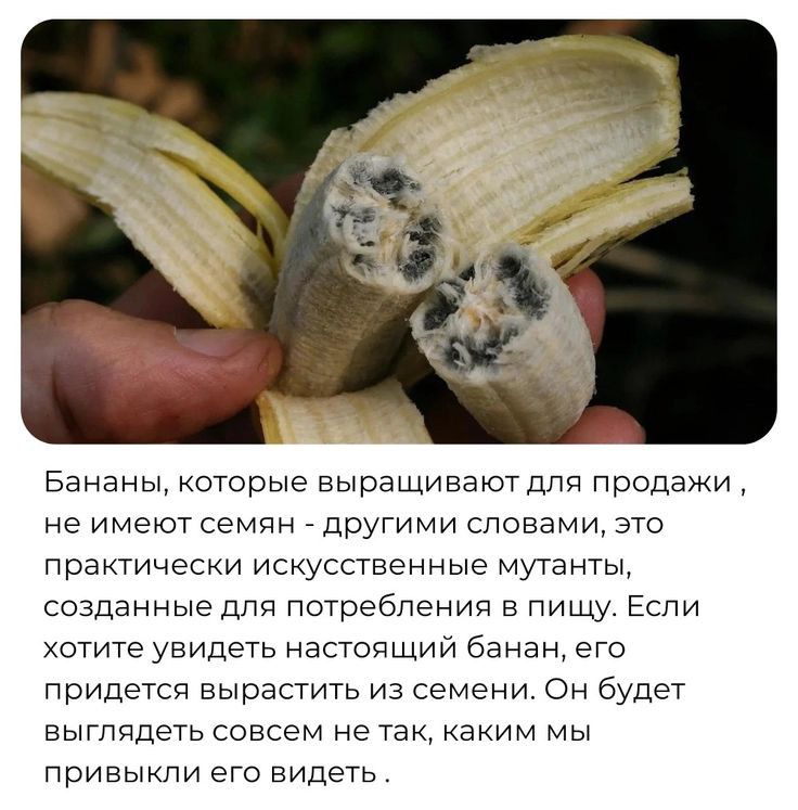 Бананы которые выращиваютдля Продажи не имеют семин тдругими словами это практически искусственные мутанты созданные для потребления в пищу Если хотите увидеть насточщий банан ето Придетсп вырастить из семени Он будет выглядеть совсем не так каким мы привыкли его видеть