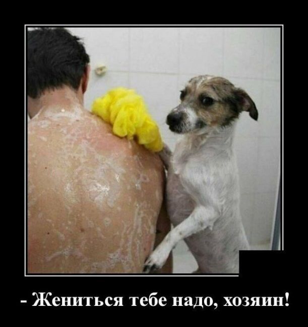 Жениться тебе надо хозяин