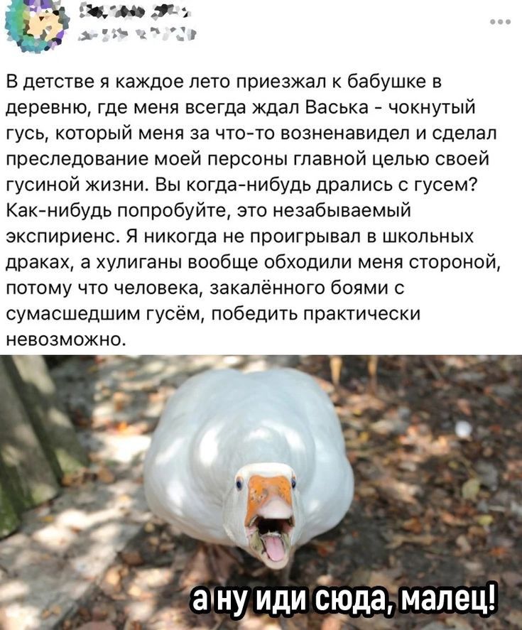 ил911 г В детстве я каждое лето приезжал к бабушке в деревню где меня всегда ждал Васька чокнутый гусь который меня за чточо возненавидел и сделал преследование моей персоны главной целью своей гусиной жизни Вы когда нибудь дрались гусем Как нибудь попробуйте это незабываемый зкспипиенс я никогда не проигрывал в школьных драках а хулиганы вообще обходили меня стороной потому что человека закаленно