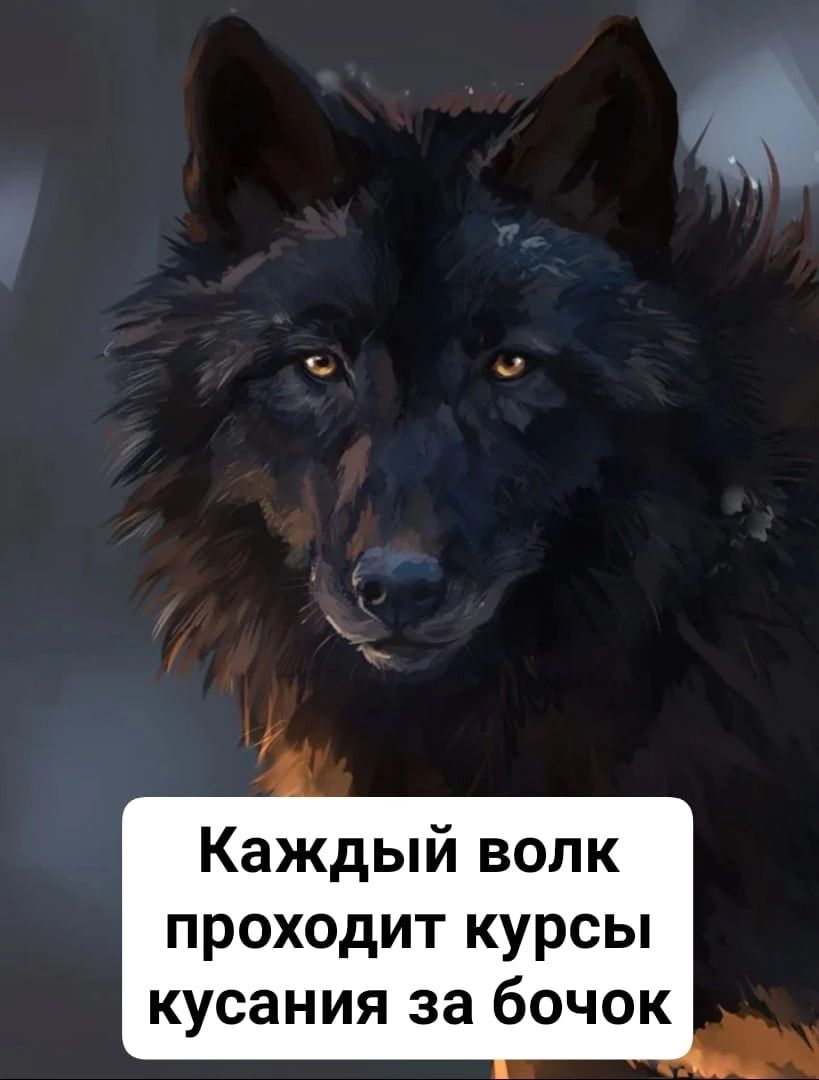 Каждый волк проходит курсы кусания за бочок