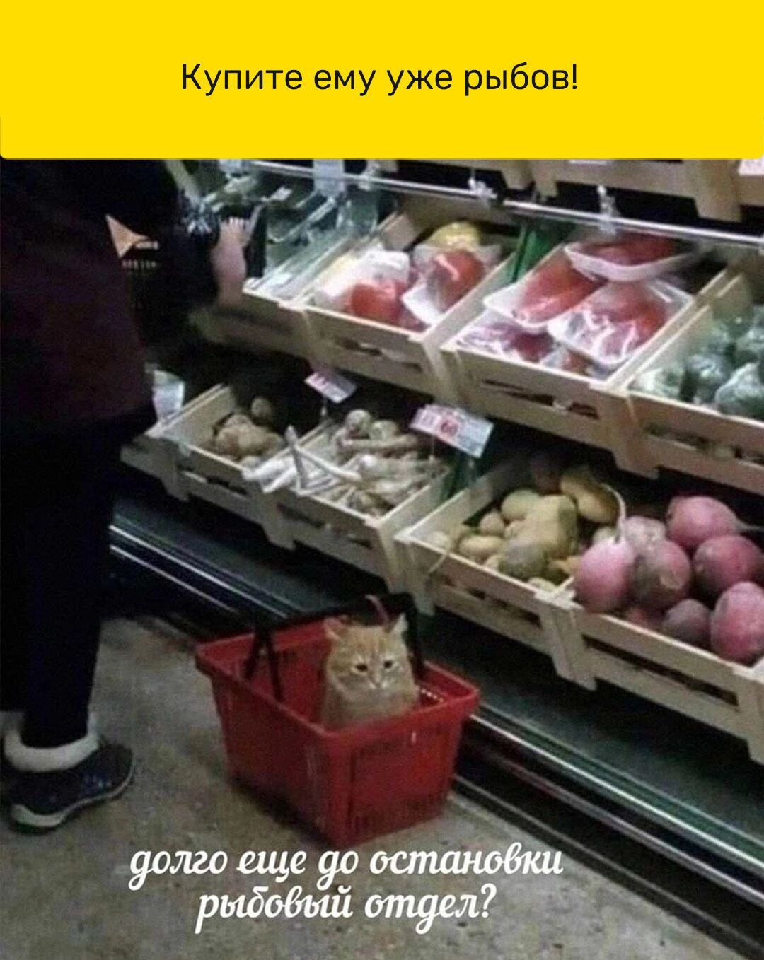 Купите ему уже рыбов