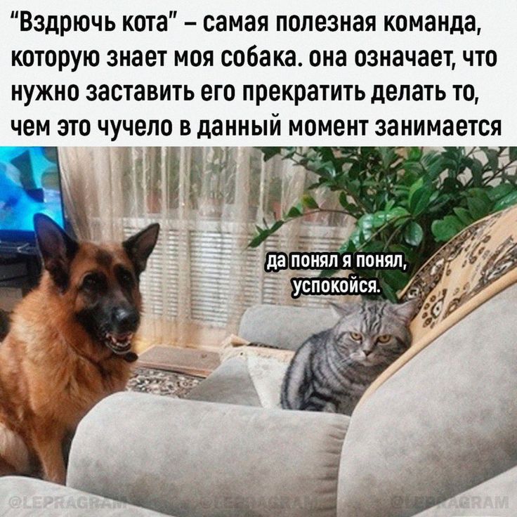 Вздрючь кота самая полезная команда которую знает моя собака она означает что НУЖНО заставить его прекратить делать ТО чем это чучело в данный момент занимается