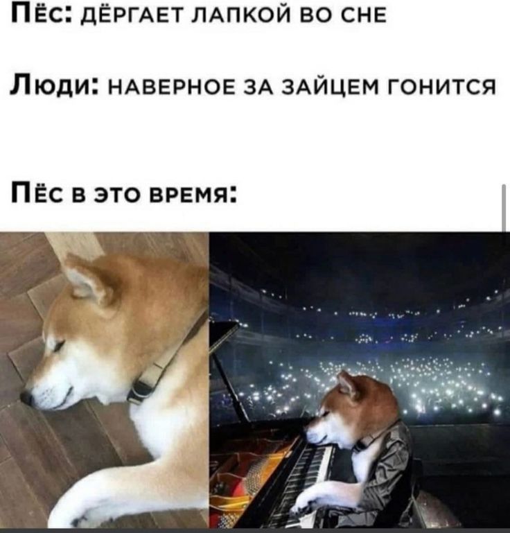 ПЕС дЁРГАЕТ ЛАПКОЙ ВО СНЕ ЛЮДИ НАВЕРНОЕ ЗА ЗАЙЦЕМ ГОНИТСЯ ПЕс в это время