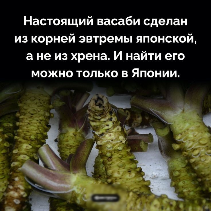 Настоящий васаби сделан из корней эвтремы японской а не из хрена И найти его можно только в Японии