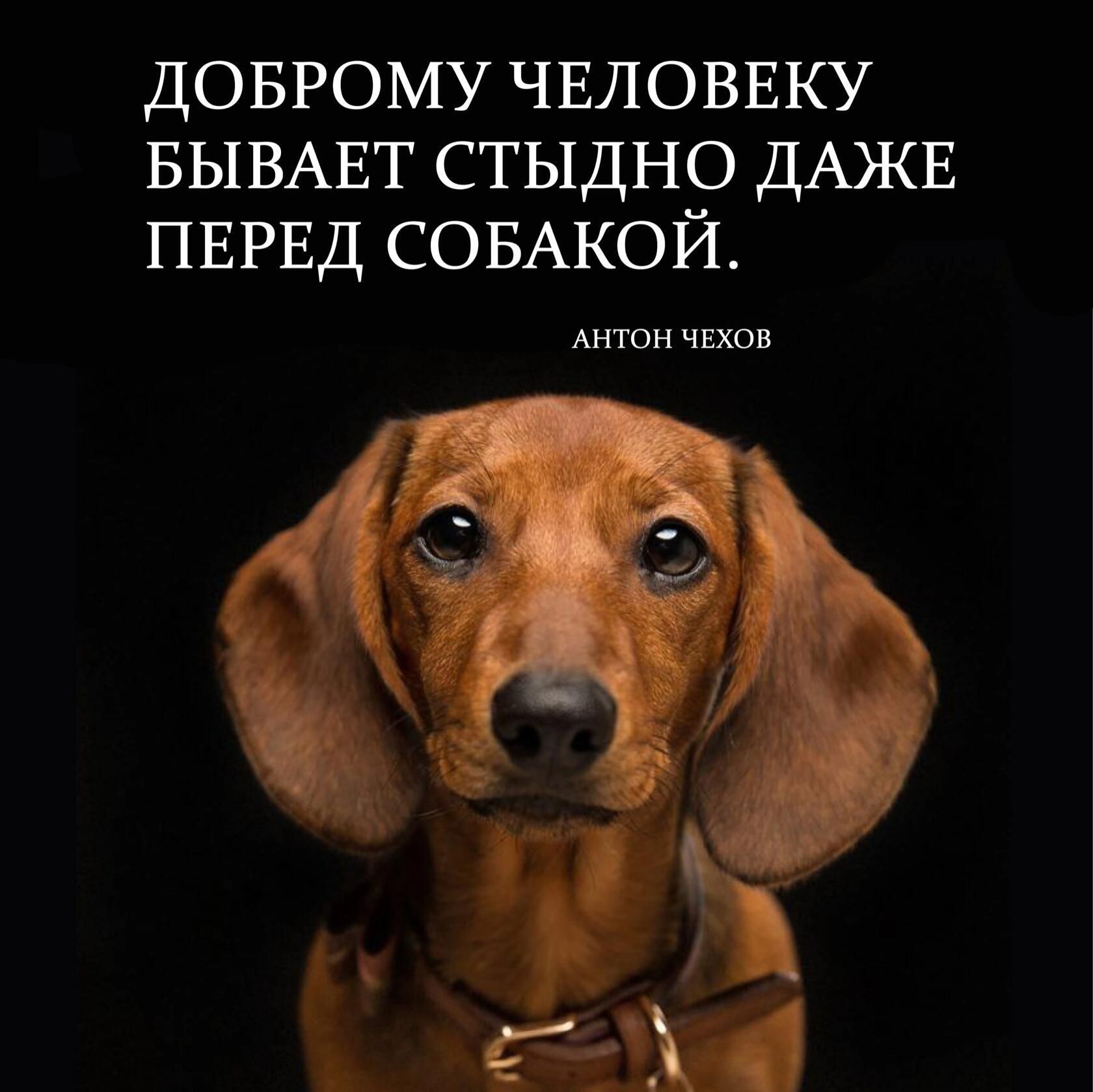 доврому чвловвку БЫВАЕТ стыдно ДАЖЕ ПЕРЕД СОБАКОЙ АНТОН чвюн