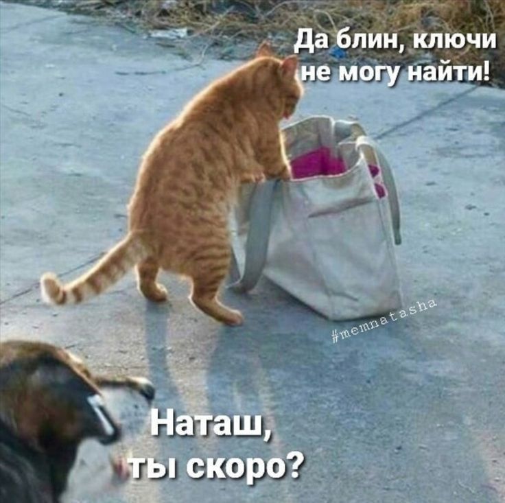 Кот воровка. Котик воришка. Кот ищет.