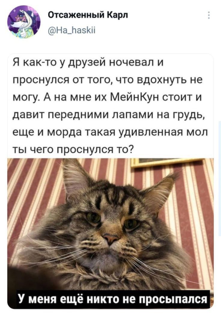 Отсажеииый Карп На_пап Я как то у друзей ночевал и проснулся от того что вдохнуть не могу А на мне их МейнКун стоит и давит передними лапами на грудь еще и морда такая удивленная моп ты чего проснулся то гг У меня ещё никто не просыпап я