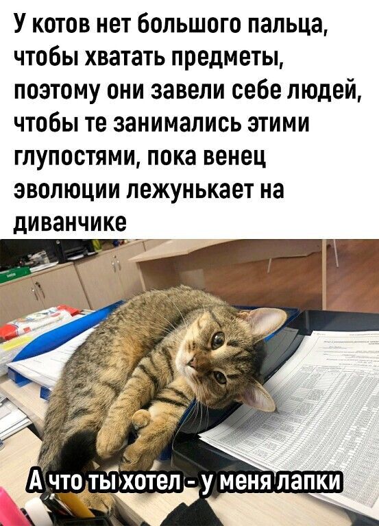 У котов нет Большого пальца чтобы хватать предметы поэтому они завели себе людей чтобы те занимались этими ГПУПОСТЯМИ ПОКЗ ВЕНЕЦ ЭВОЛЮЦИИ ПЕЖУНЬКЗЕТ на диванчике