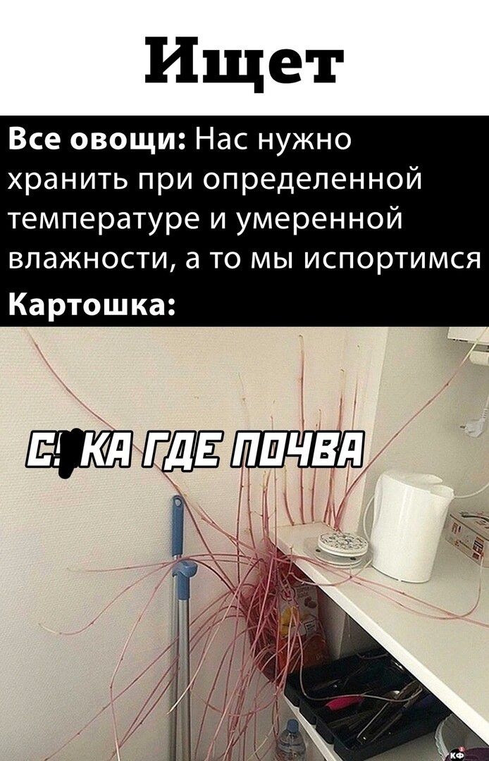 Ищет Все овощи Нас нужно хранить при определенной температуре и умеренной влажности а то мы испортимся Картошка і__э П
