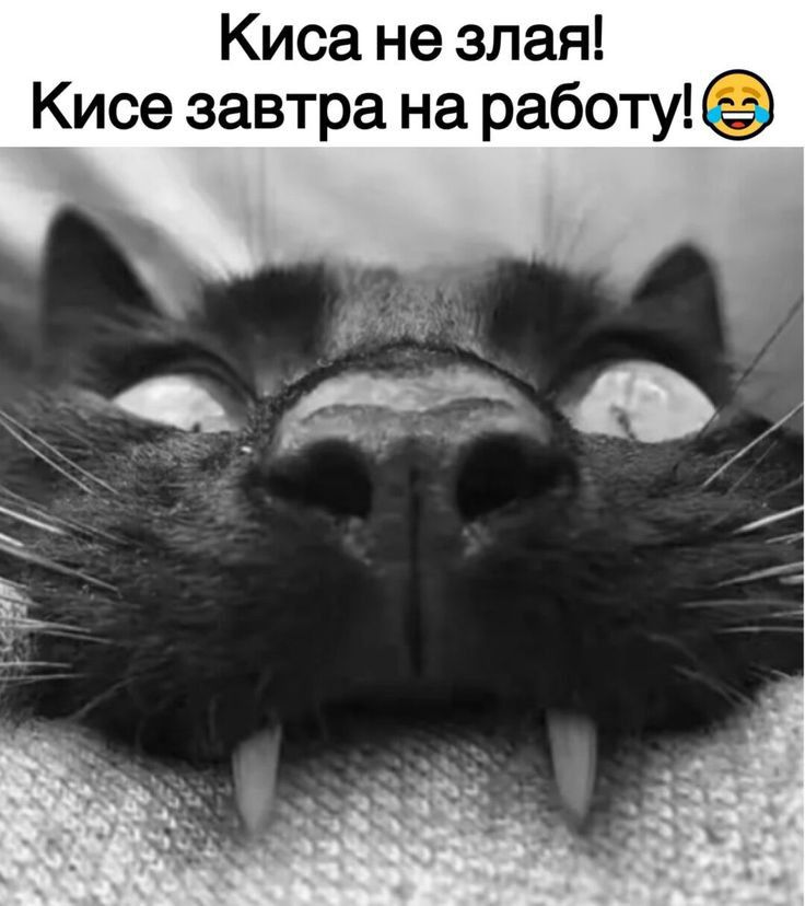 Киса не злая Кисе завтра на работу