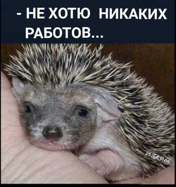 НЕ ХОТЮ НИКАКИХ РАБОТОВ