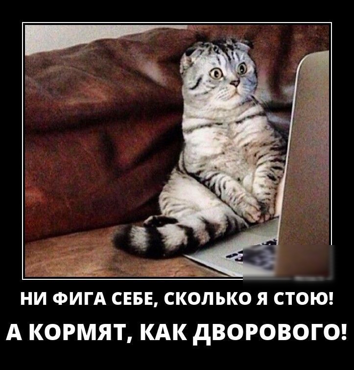 ни ФИГА СЕБЕ СКОЛЬКО СТОЮ А КОРМЯТ КАК дВОРОВОГО