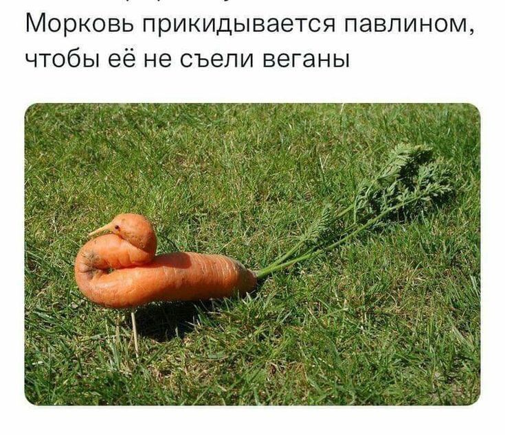 МОрКОВЬ ПрИКИДЫВЭЭТСЯ ПЭВПИНОМ ЧТОбЫ её НЕ СЪЭЛИ веганы