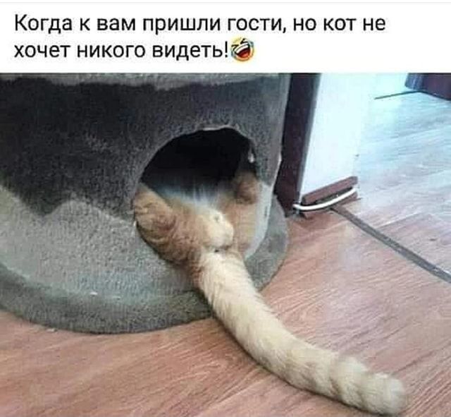 Когда к вам пришли гости но кот не хочет никого видных