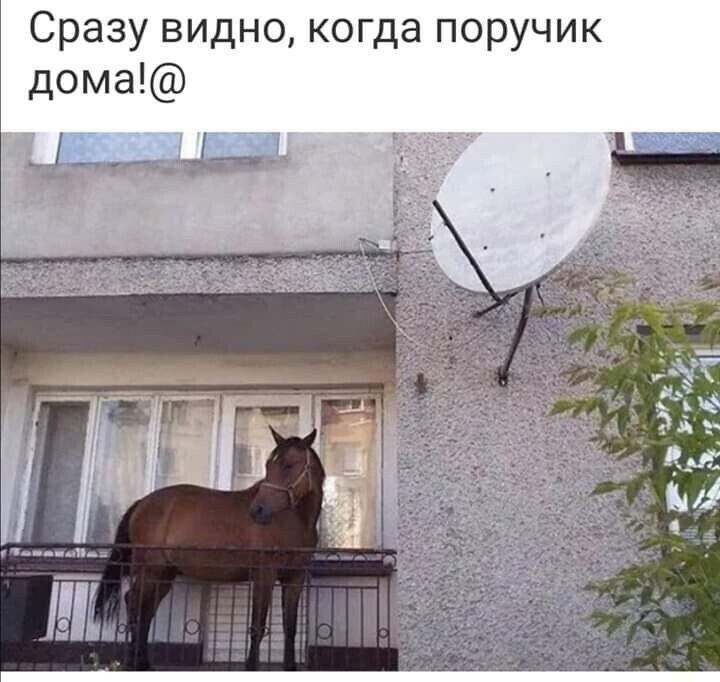 Сразу видно когда поручик дома