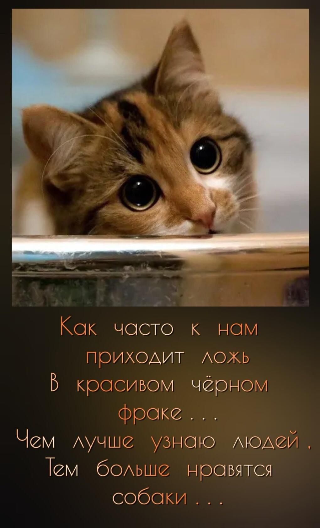 Кок чосто к нем ПрИХОАИТ АОЖЬ Б красивом чёрном эроке Чем Аучше узнаю Аюшгй Тем боьшг нравятся собоки