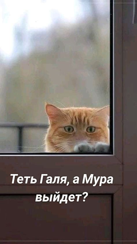 Теть Галя а Мура выйдет