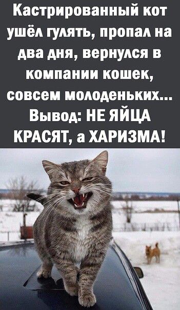 Кастрированный нот ушёл гулять пропал на два дня вернулся в компании кошек совсем молоденьких Вывод НЕ ЯЙЦА ищет в ХАРИЗМА