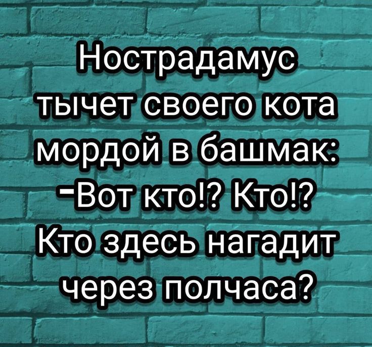 Нострадамус тычет своего кота мордой в башмак Вот кто Кто Кто здесь нагадит через полчаса