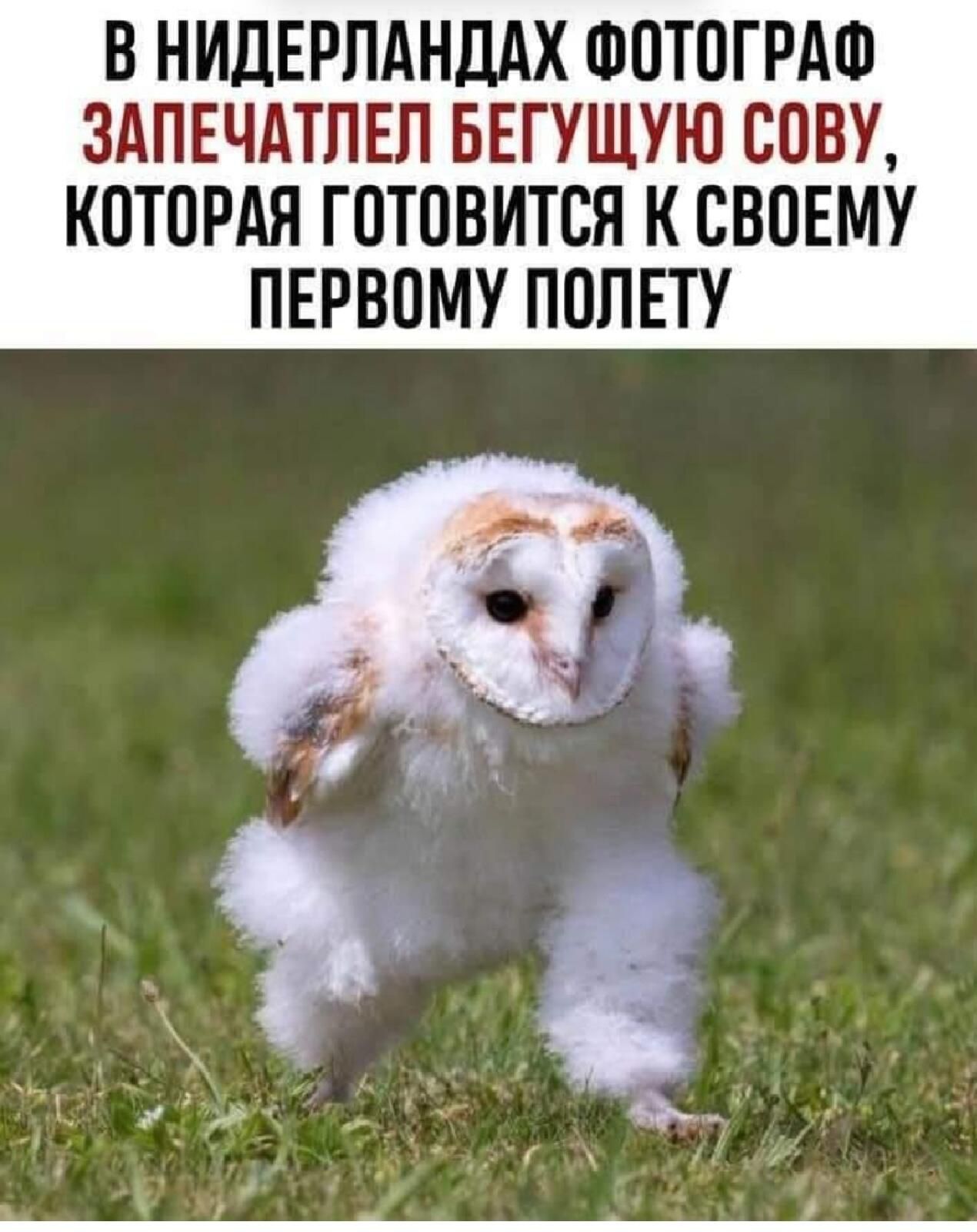 В НИДЕРЛАНДАХ ФОТОГРАФ ЗАПЕЧАТЛЕЛ БЕГУЩУЮ ООВУ КОТОРАЯ ГОТОВИТСЯ К СВОЕМУ ПЕРВОМУ ПОЛЕТУ