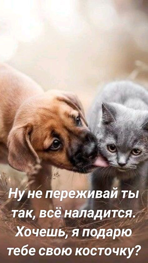 З А д НУне гмивай ты так всё наладится Хдчешь я подарю тебе свою косточку