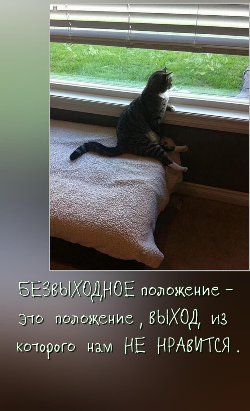 положение _ _ нис ВЫХОД из каз горою нам НЕ НРАВИТСЯ