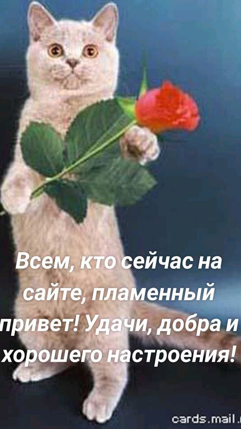 сага таіі