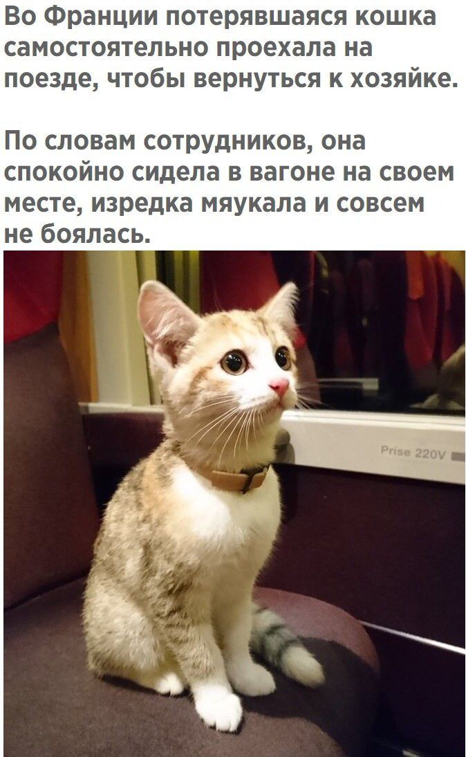 Во Франции потерявшаяся кошка самостоятельно проехала на поезде чтобы вернуться к хозяйке По словам сотрудников она спокойно сидела в вагоне на своем месте изредка мяукала и совсем не боялась в яд