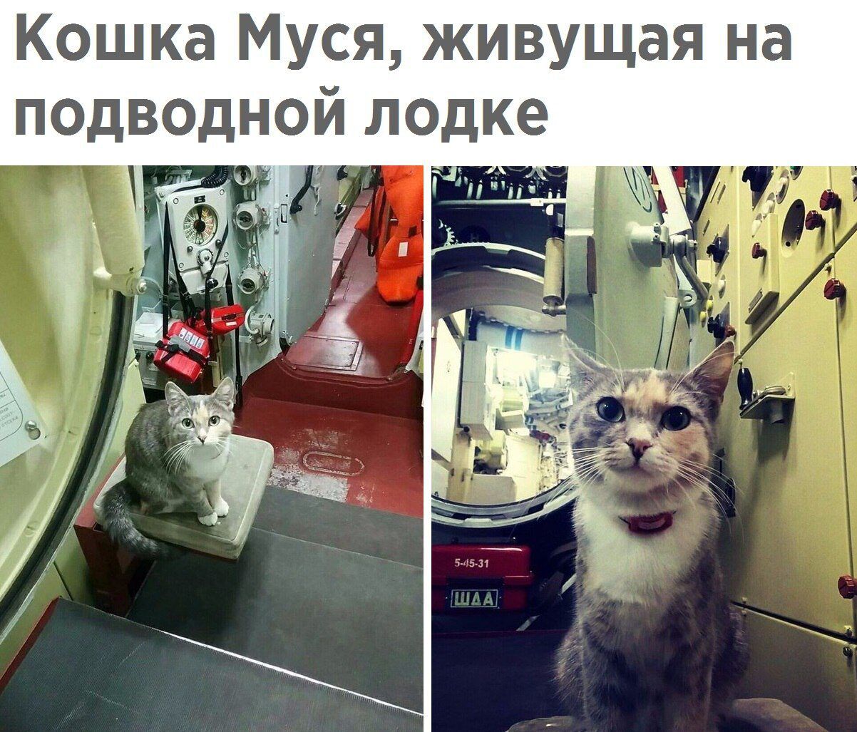 Кошка Муся живущая на подводной лодке 1
