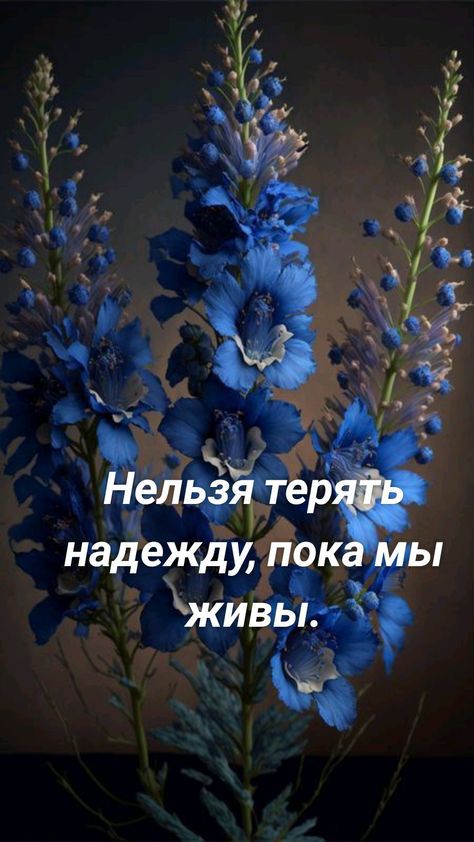 надежду пок живі