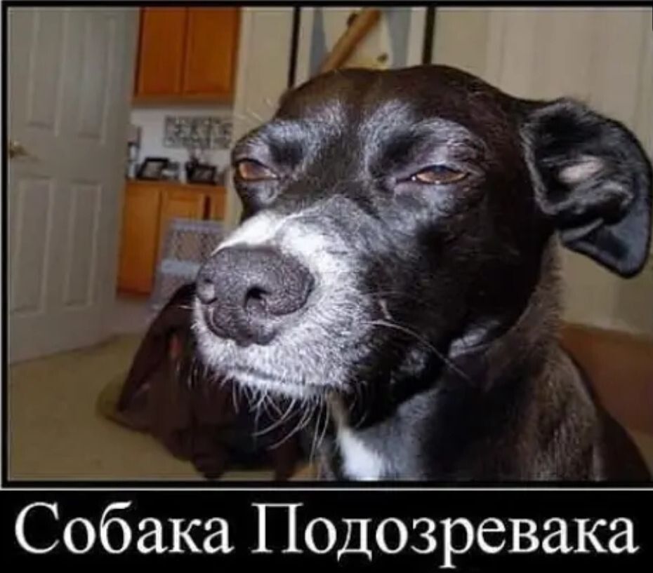 Собака Подозревака